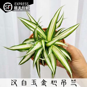 植迷先生 稀有汉白玉金心吊兰 chlorophytum comosum品种盆栽绿植