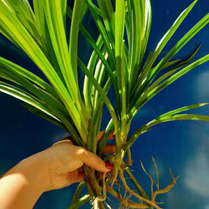 海南 香兰叶苗 斑斓叶裸苗 盆栽斑兰盆景绿植包邮印尼风味