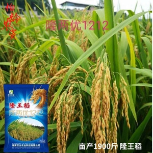 隆两优1212 杂交水稻种子 隆王稻 超级稻 高抗倒 大户种植 正品