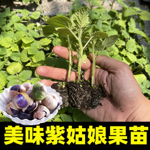 紫姑娘果种子苗秧大鼻子紫姑娘种籽老品种东北紫泡洋姑娘蔬菜秧苗