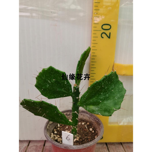 a仙人掌科千本剑团扇嫁接砧木多肉植物叶吸甲醛容易养阳台