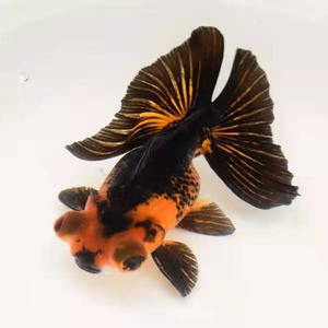 变色精品熊猫蝶尾金鱼活体冷水鱼观赏鱼红色包金小鱼苗