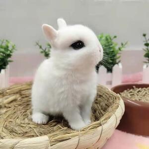 宠物兔子活物侏儒兔活体小型迷你海棠凤眼西施茶杯兔长不大垂耳兔