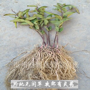 野生中草药材白薇草500g包邮 贵州省草白马薇白前老君须 针线包