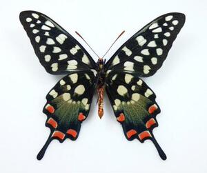 噬药凤蝶papilio antenor原蝶标本蝴蝶标本真蝴蝶标本 6