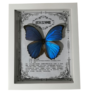 闪蝶标本大蓝闪欢乐女神标本实木相框真蝴蝶标本装饰品送人礼物