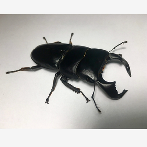 dorcus bucephalus 牛头扁锹型虫标本真昆虫甲虫标本锹甲标本