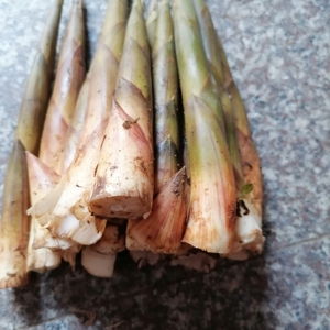 新鲜实心玉竹笋野生菜江西剥壳带壳春笋非雷笋小笋子山笋5斤