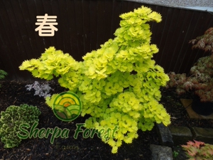 夏尔巴森林 金隐日本枫树大叶团扇稀有品种花卉绿植盆栽