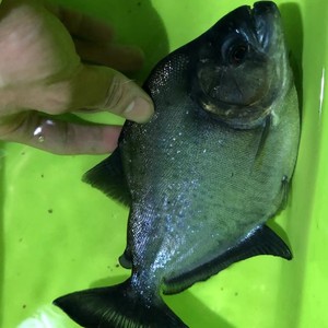 秘鲁黑食  普黑 钻黑 黄钻 胭脂红腹 艾伦 巴西钻