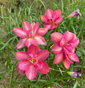 包邮,鲁皓宁风雨兰重瓣风雨兰有香味