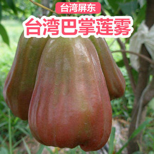 精选台湾巴掌莲雾进口香水莲雾黑糖芭比大果新鲜水果顺丰包邮