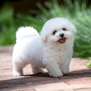 纯种比熊犬茶杯犬博美泰迪狗活犬比熊幼犬活体幼犬小型犬宠物狗狗