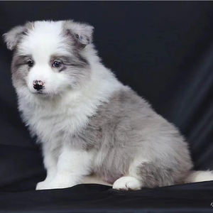 纯种陨石边牧幼犬金边境牧羊犬蓝陨石边牧黑白边境血统宠物狗训练