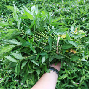 602人付款淘宝云南特产新鲜食用香柳叶新鲜蔬菜鱼廖菜香柳菜傣味泰国