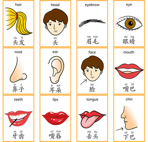 英语汉字拼音卡片身体部位闪卡28张 幼儿园儿童单词早教认知教具
