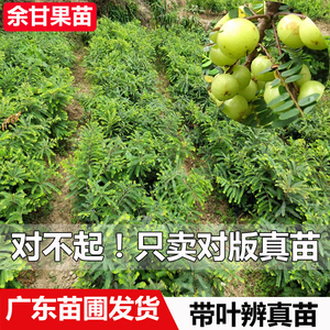 广东油甘果树苗 嫁接余甘果牛甘子苗 超甜余甘果庭院种植当年结果