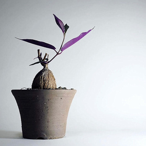 紫背萝藦petopentia natalensis稀有块根萝藦科多肉盆栽植物