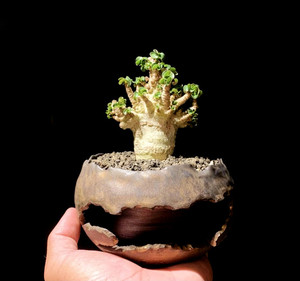 泰国卡汗迷你卷叶羊角沙漠玫瑰进口盆栽绿植稀有块根植物