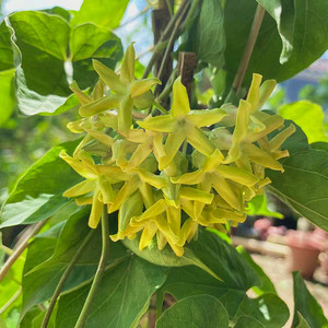 带花苞食用夜香花苗盆栽藤本夜来香花菜千里香夜兰花驱蚊植物花卉
