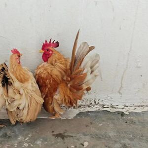 00tu971111淘宝黑白花元宝鸡一个多月公母都有,兰考附近自提0人付款