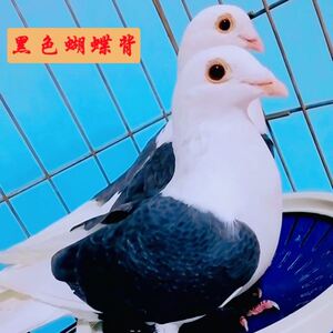蝴蝶背活体 观赏鸽子活物子 雨点蝴蝶背 灰 黑蝴蝶背青年种鸽一对