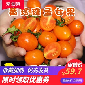 福建漳州黄珍珠圣女果小西红柿樱桃番茄新鲜自然熟农家柿子非千禧