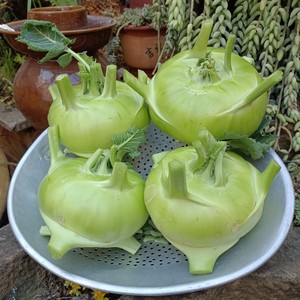 云南省农家自种新鲜苤蓝蔬菜大头菜疙瘩菜芥菜头泡菜撇了现摘包邮