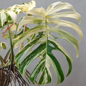 40shellyliu36淘宝水苔柱棒网墙攀爬白锦花叶龟背竹支架植物立杆蔓