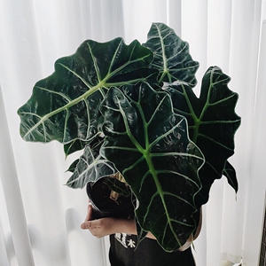 进口网红植物非洲面具/大仙女 水培海芋alocasia polly黑叶芋包邮