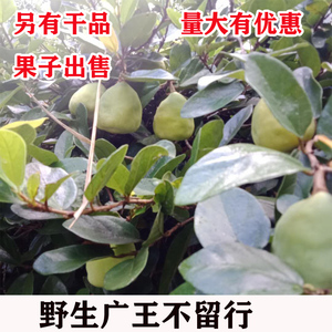 野生药材新鲜野生薜荔藤 木莲藤 凉粉藤广王不留行 现采现发 500