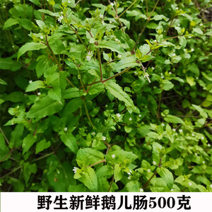 广西新鲜鹅肠菜去湿繁缕草 鹅儿肠 鸡肠菜纯天然野菜500克包邮