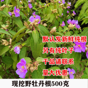 500克野牡丹纯根现挖山石榴野牡丹全草大金香炉猪古稔包邮