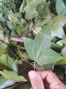 广西新鲜现采枫木树叶枫树叶根黑糯米饭原料 染色中草药500克包邮