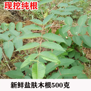 现挖新鲜盐肤木根盐霜柏敷烟树蒲连盐 五倍子树纯根500克包邮