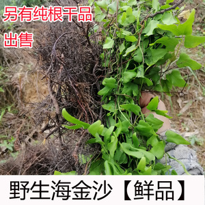 野生海金沙根现挖金沙藤纯根中草药排化结石茶 新鲜罗网藤包邮