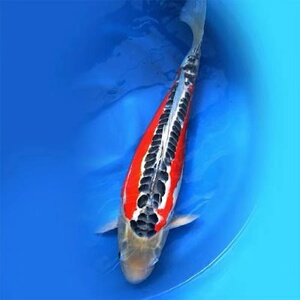 日本进口纯种德系皮鲤九纹龙辉龙孔雀秋翠锦鲤大型观赏鱼活体包邮