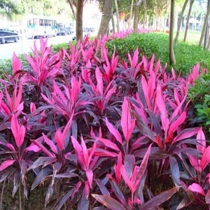 富贵竹红色紫叶红叶