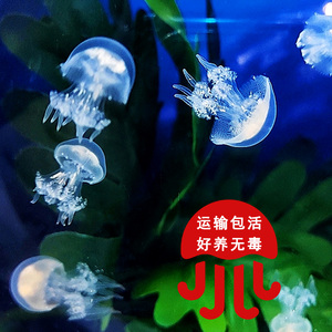 赤月水母活物网红小宠物好养无毒发光水母缸观赏水母夜光活体水母