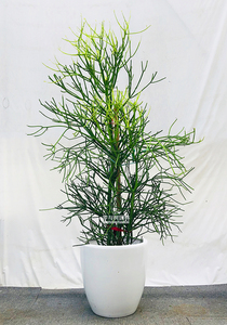 植物盆栽绿植珊瑚棒