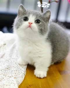 蓝白猫英短小猫咪活物活幼体宠物猫幼崽纯种折耳矮脚短脚小型可爱