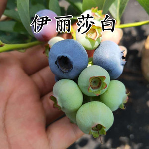 果树伊丽莎白树苗 盆栽水果庭院阳台栽植南方北方当年结果 蓝莓苗