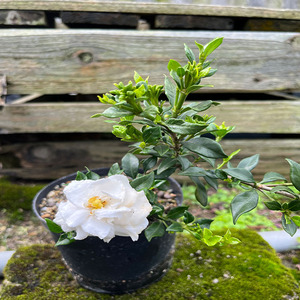 寿星栀子花小叶重瓣室内阳台庭院绿植易造型微盆景盆栽