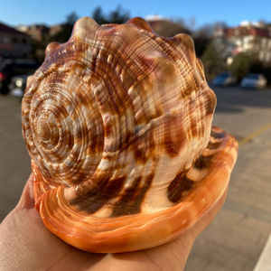 今识明友淘宝摆放海螺贝壳及工艺品的仿古木架 直径13-26cm 大小都