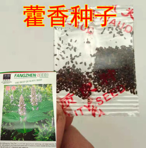 藿香种子五香叶种子五香草蔬菜种籽菜籽阳台庭院盆栽地栽农家田园