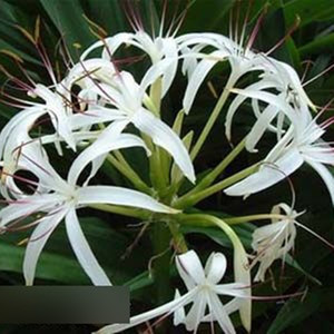 绿植奇趣植物 易养文殊兰喜阴环境开花白花盆景盆栽室内阳台花卉