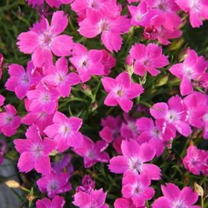 欧石竹花苗可盆栽耐寒耐热杯苗宿根花卉石竹花多年生地被草坪植物