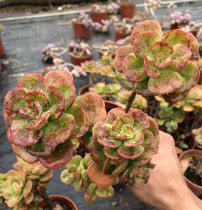 红梅多肉植物 红梅花大型老桩盆栽群生露养精品 支持一物一拍