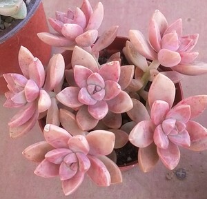 小布丁群生老桩多肉植物多头  室内办公室阳台花卉