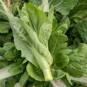 农家自种新鲜绿菜苔白菜苔现摘新鲜蔬菜 菜苔新鲜菜心青菜苔4斤装